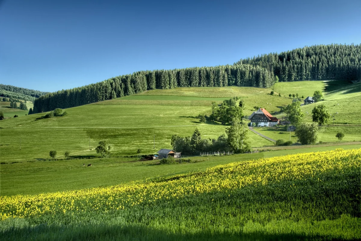 Piękne i eleganckie koszule ślubne - wybierz idealną koszulę do ślubu dla siebie!